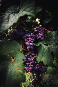 Close-up of grapes growing on plant