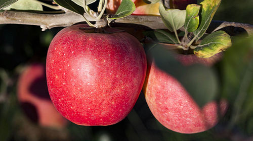 Close-up of apples on tree