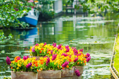 Flowering plants by lake