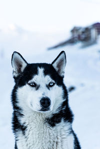 Portrait of a dog on snow