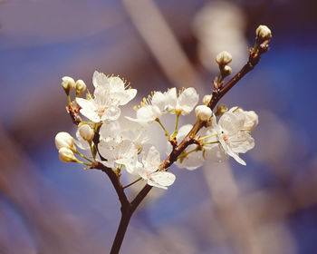 Close-up of white flowers during springtime