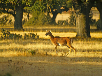 Deer standing on field