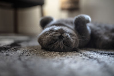 Close-up of cat relaxing outdoors