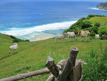 Horses grazing on landscape by sea against sky