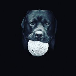 Close-up portrait of a dog over black background