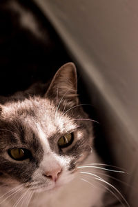 Close-up portrait of a cat