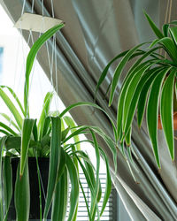 Hanging plants near the window. spider plants.