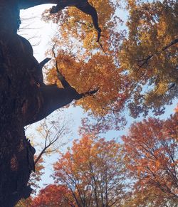 Low angle view of trees during autumn