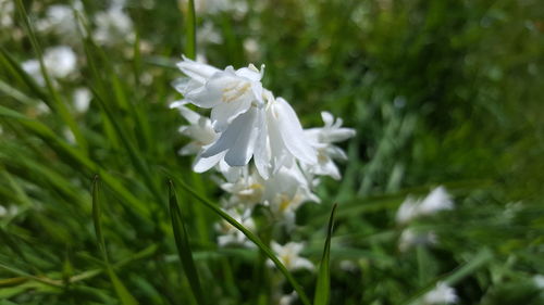 Close-up of white flower blooming outdoors