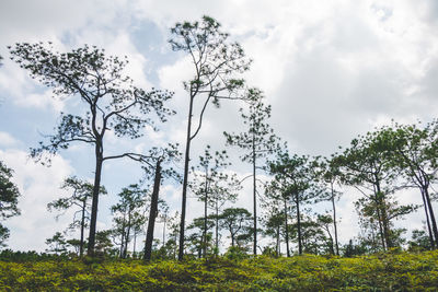 Low angle view of trees on field against sky