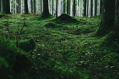 Trees in forest