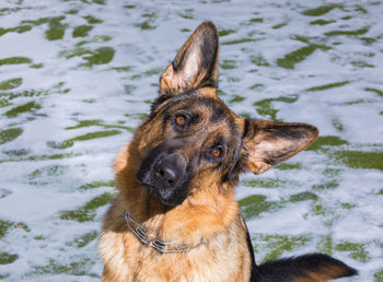 German young shepherd dog performs the commands of the owner running through the snow. 