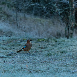 Bird perching on a field