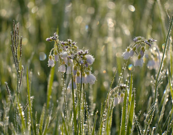 Close-up of wildflowers