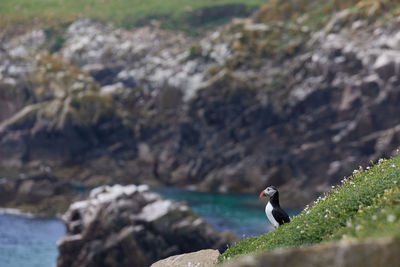 Puffin standing on a rock cliff . fratercula arctica