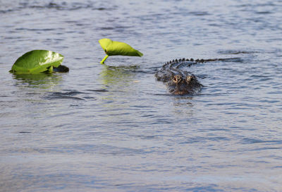 Alligator in sea