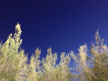 Trees against blue sky