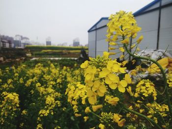 Close-up of flowers blooming in field