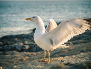 Close-up of seagull on beach