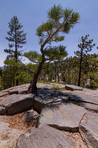 Trees by rocks in forest against sky