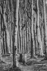 Full frame shot of trees in forest