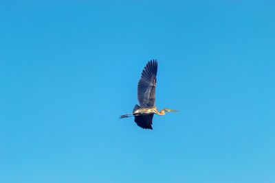 Low angle view of bird flying against blue sky