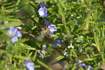 High angle view of bee on flower