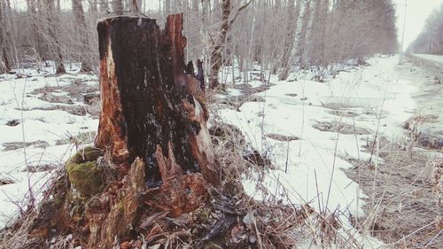 Close-up of hand on tree during winter