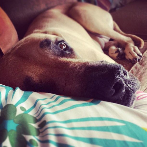 dog, pets, one animal, domestic animals, animal themes, mammal, indoors, close-up, animal head, relaxation, bed, portrait, looking at camera, resting, lying down, home interior, animal body part, sofa, no people