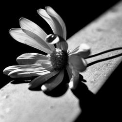 Close-up of pink flower blooming outdoors