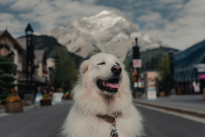 Close-up of dog looking away in city