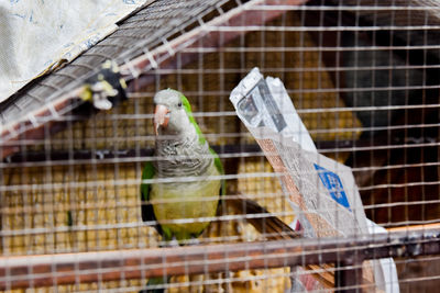 Close-up of a bird in cage