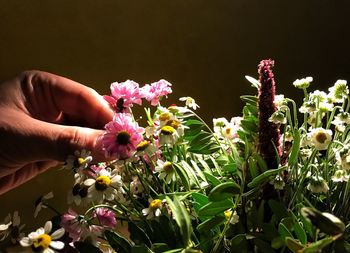 Close-up of hand holding flowers