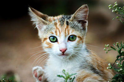 Close-up portrait of a cat