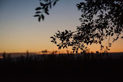 Silhouette tree on field against sky at sunset