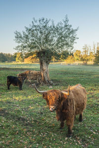 Highland cattle standing on field