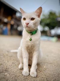 Close-up portrait of white cat