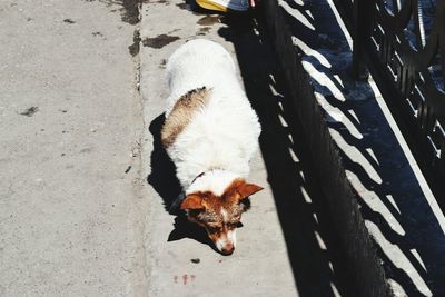 High angle view of dog relaxing on footpath