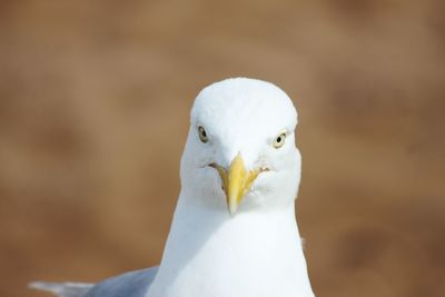 Close-up of a bird