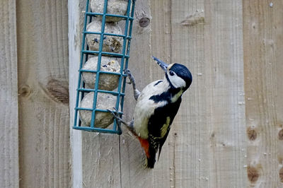 Close-up of bird on tree trunk