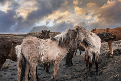 Horses standing by black sand beach against cloudy sky during sunset