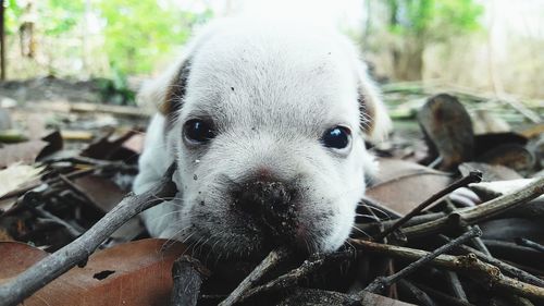 Close-up portrait of dog