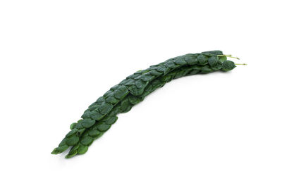 Close-up of green leaf against white background