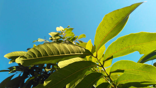 Low angle view of tree against clear sky