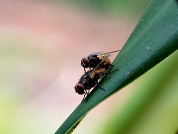 Close-up of insect on plant