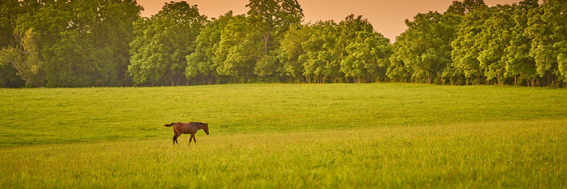 Horses in a field