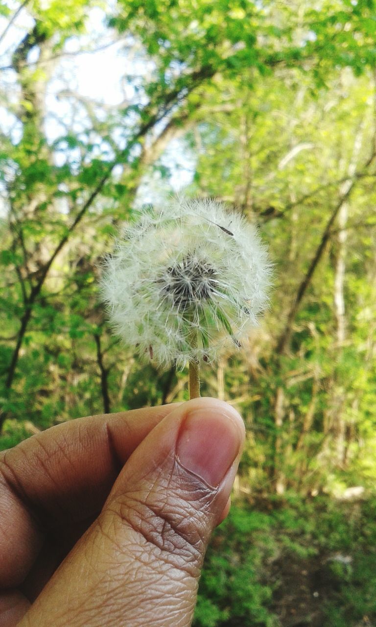 person, part of, holding, cropped, human finger, personal perspective, focus on foreground, unrecognizable person, close-up, tree, nature, growth, day, outdoors, fragility, beauty in nature, dandelion