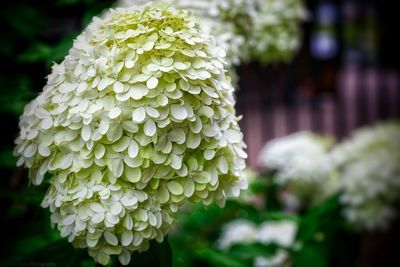 Close-up of white flowers