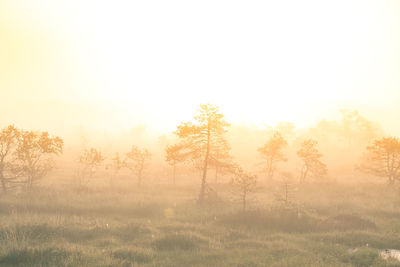 Trees in foggy weather