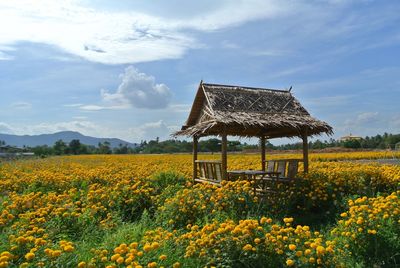 Hut amidst marigold field against sky